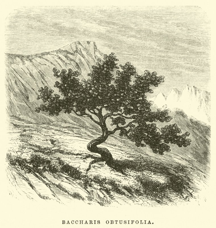 Baccharis obtusifolia alkotó: Edouard Riou