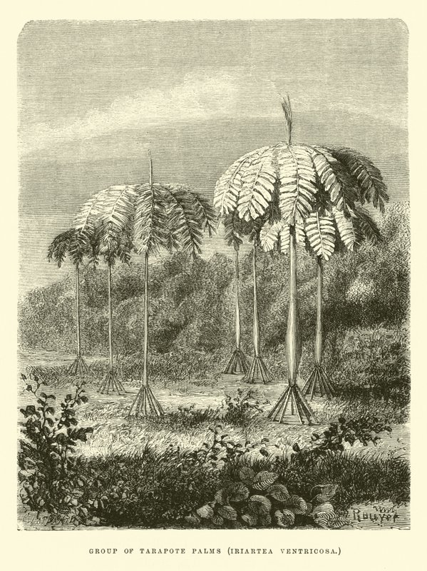 Tarapote pálmák csoportja, Iriartea ventricosa alkotó: Edouard Riou