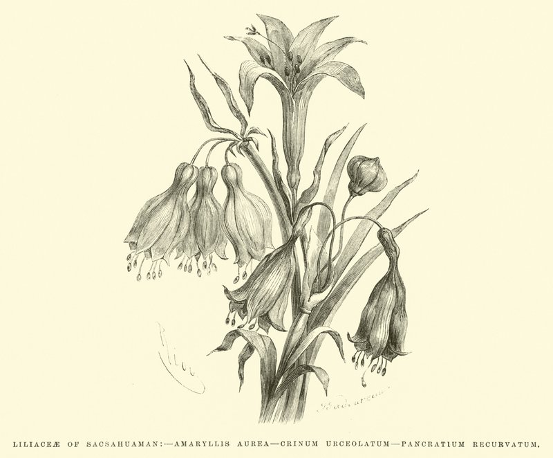 Sacsahuaman Liliaceae, Amaryllis aurea, Crinum urceolatum, Pancratium recurvatum alkotó: Edouard Riou