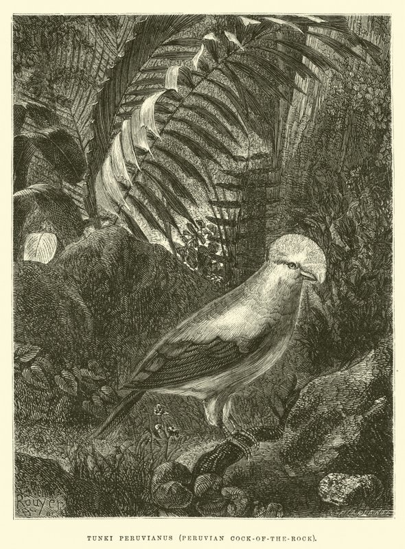 Tunki Peruvianus, Peruvian Cock-of-the-rock  alkotó: Edouard Riou