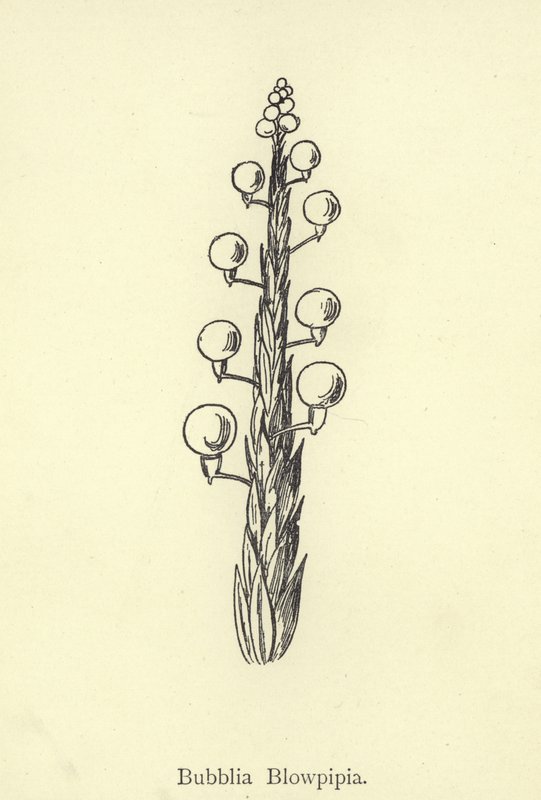 Bubblia Blowpipia alkotó: Edward Lear
