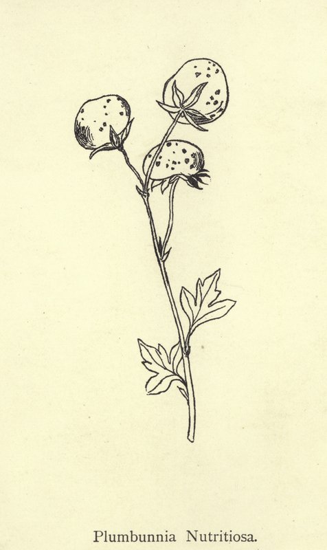 Plumbunnia Nutritiosa alkotó: Edward Lear