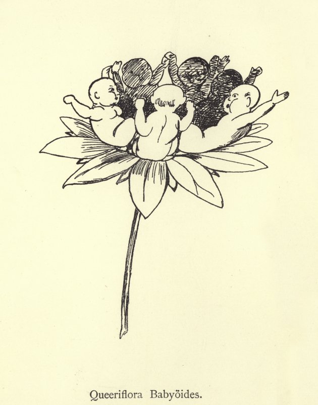 Queeriflora Babyoides alkotó: Edward Lear