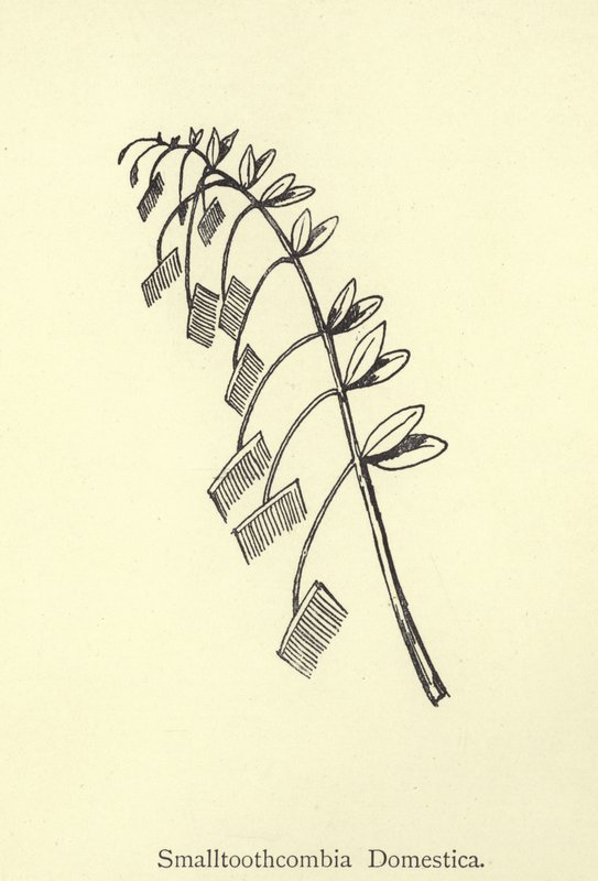 Smalltoothcombia Domestica alkotó: Edward Lear