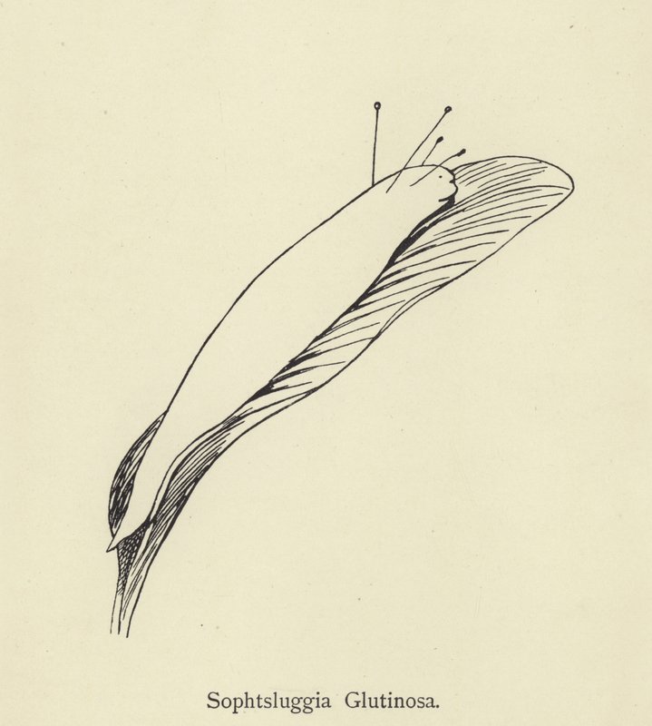 Sophtsluggia Glutinosa alkotó: Edward Lear
