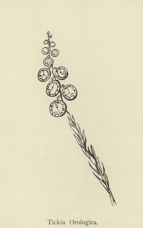 Tickia Orologica alkotó: Edward Lear