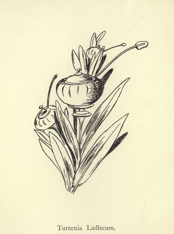 Tureenia Ladlecum alkotó: Edward Lear