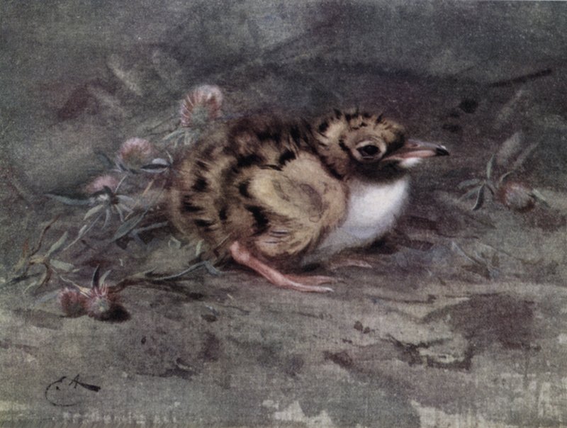 Fiatal tinédzser alkotó: Edwin John Alexander