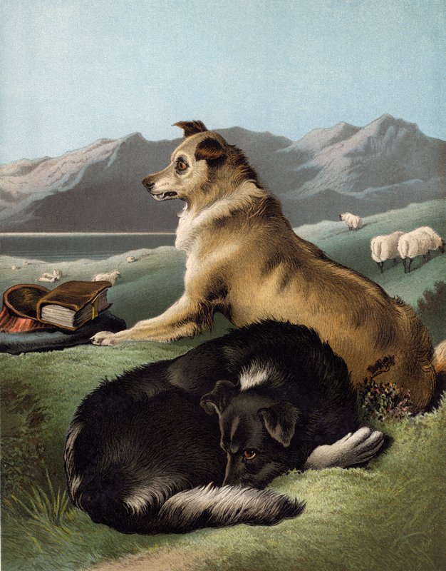 Collie kutyák alkotó: Edwin after Landseer