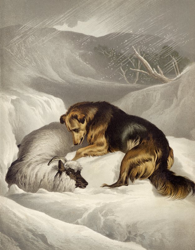 Birkák mentése alkotó: Edwin after Landseer