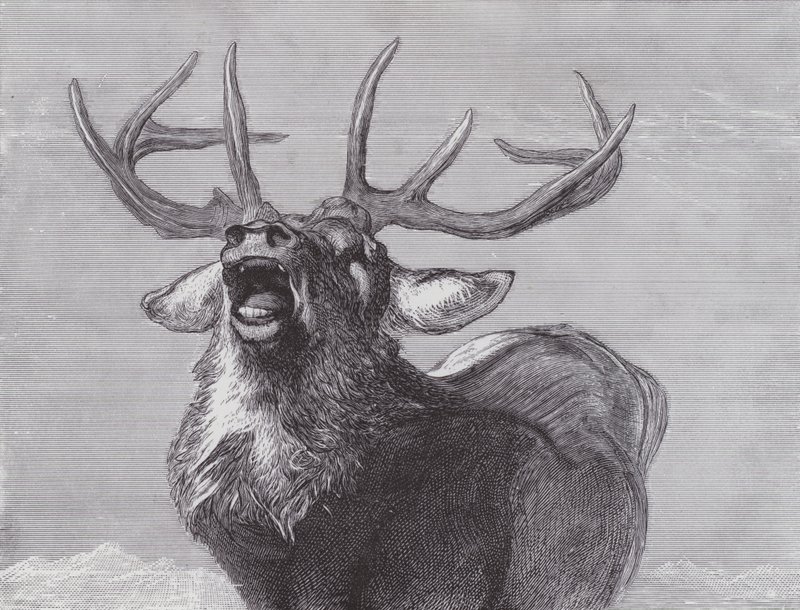 Kihívás alkotó: Edwin (after) Landseer