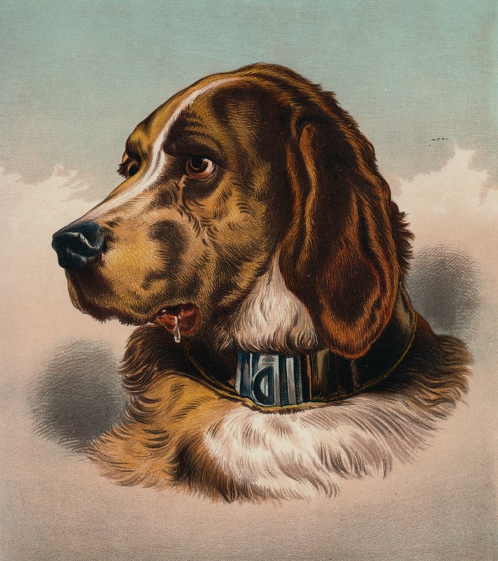 A Véreb () (színes litográfia) alkotó: Edwin (after) Landseer