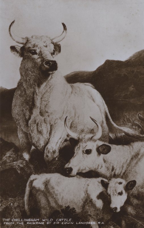 The Chillingham Wild Cattle (f/w fotó) alkotó: Edwin (after) Landseer