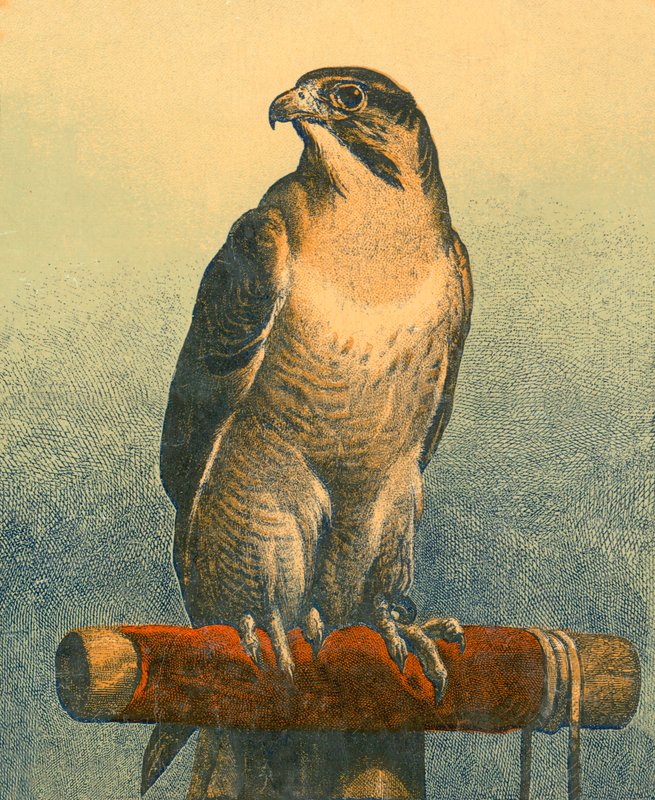 Sólyom alkotó: Edwin Landseer