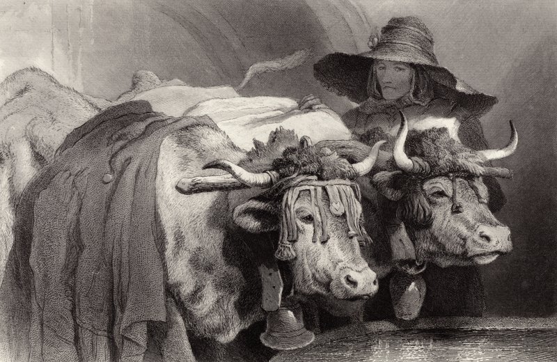 Ökrök a tanknál, Genf, Svájc alkotó: Edwin Landseer