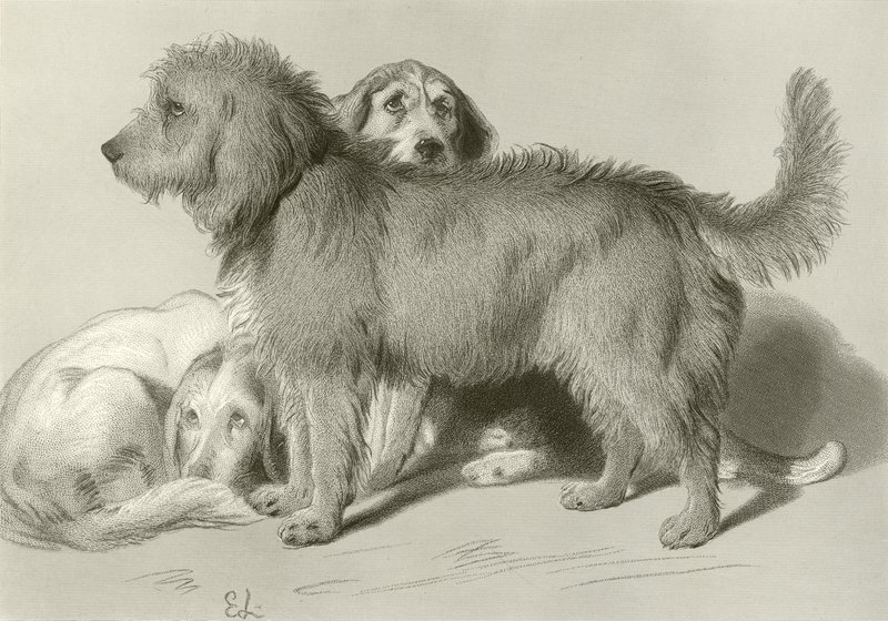 A három kutya alkotó: Edwin Landseer