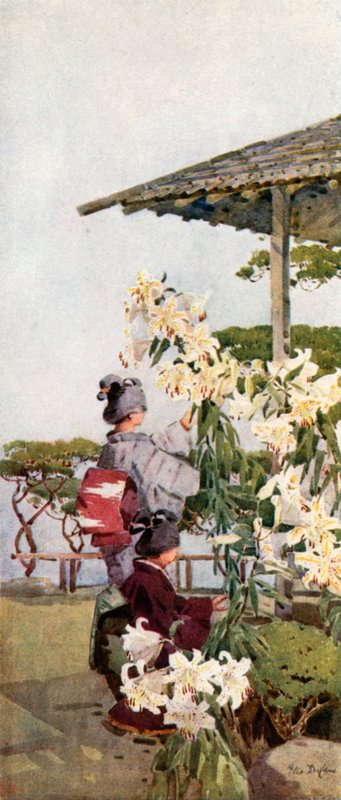 Arany liliom (színes litho) alkotó: Ella Du Cane
