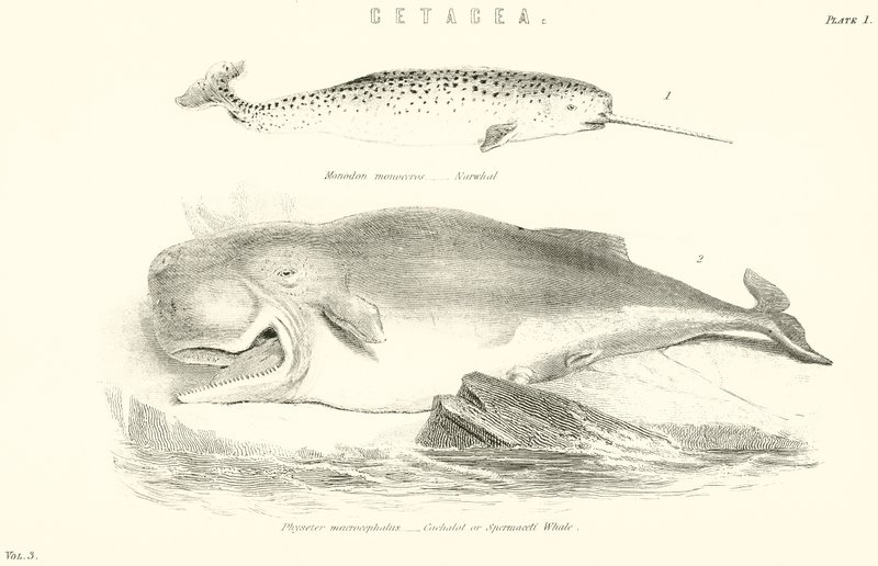 Cetacea alkotó: English School