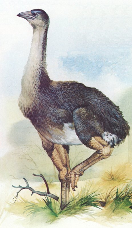 Moa, Dinornis Maximus, Új-Zélandról, amely 1850 körül kihalt alkotó: English School