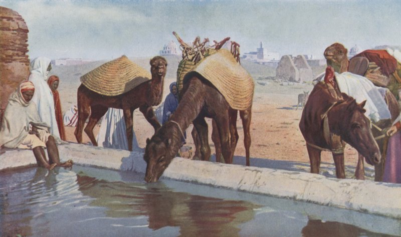 Arab kaméleonok (színes fotó) alkotó: English Photographer