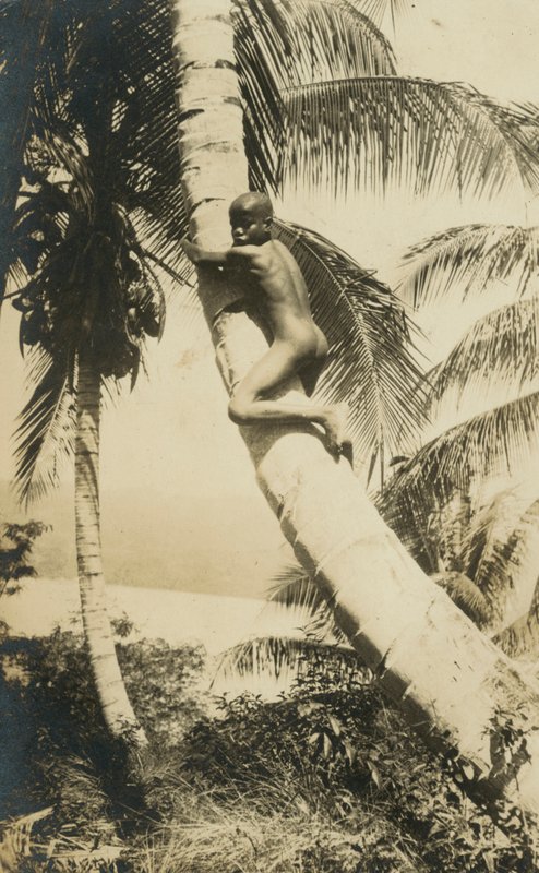 Fára mászó fiú, Constant Bay, Jamaica alkotó: English Photographer