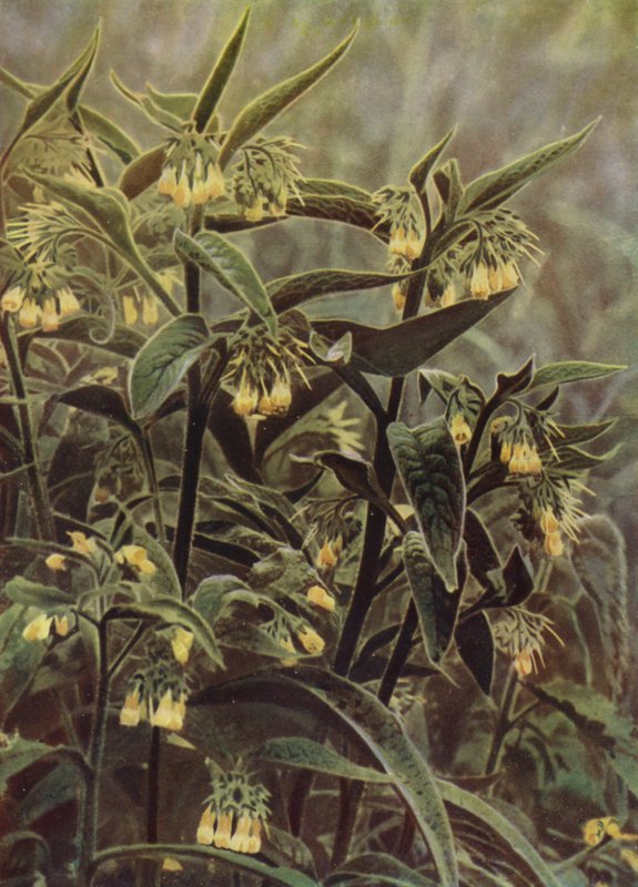 Comfrey (fotó) alkotó: English Photographer
