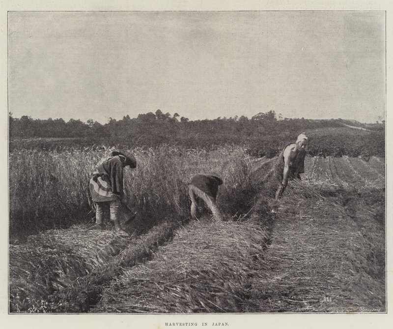 Betakarítás Japánban alkotó: English Photographer