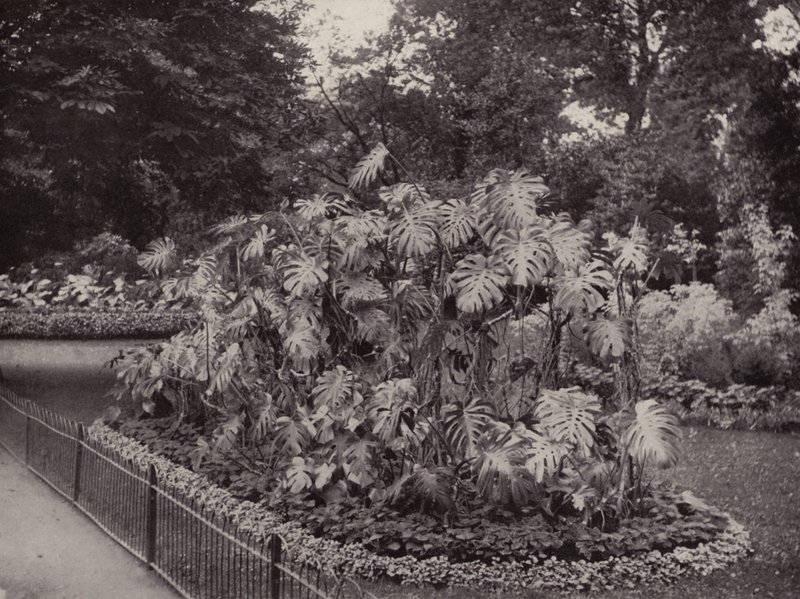 Monstera Deliciosa a Battersea Parkban (fekete-fehér fotó) alkotó: English Photographer