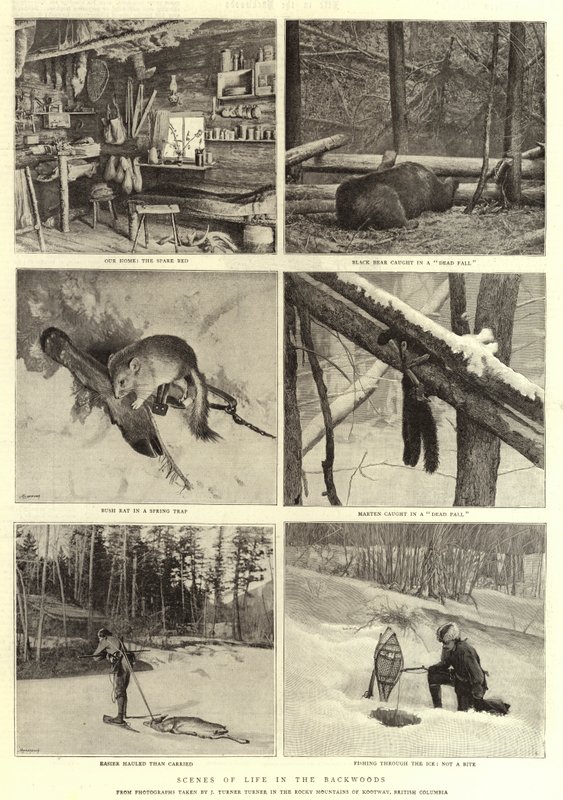 Életjelenetek a hátsó erdőben alkotó: English Photographer