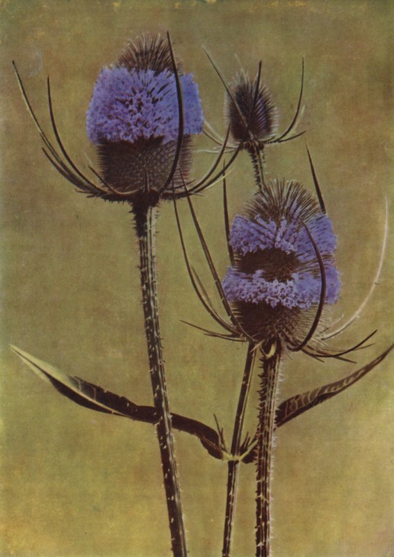 Teasel (fénykép) alkotó: English Photographer