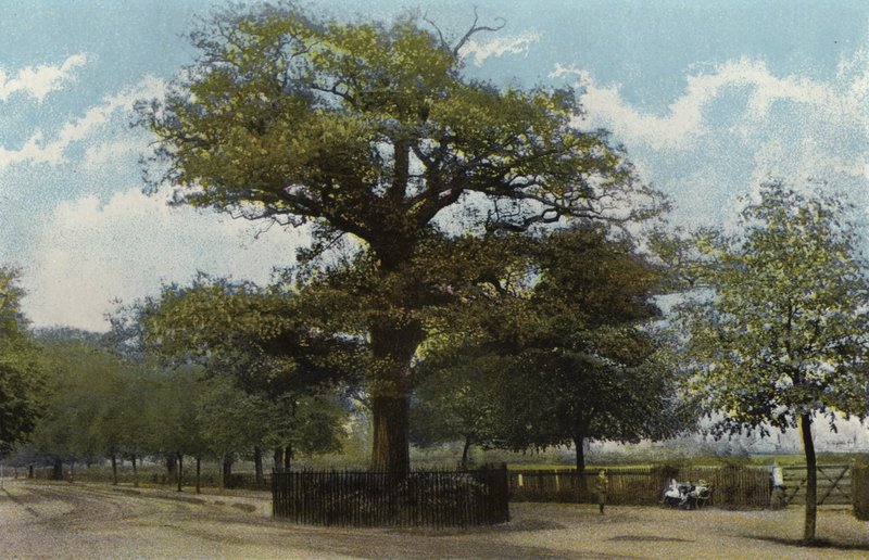 A Midland Oak, Leamington alkotó: English Photographer