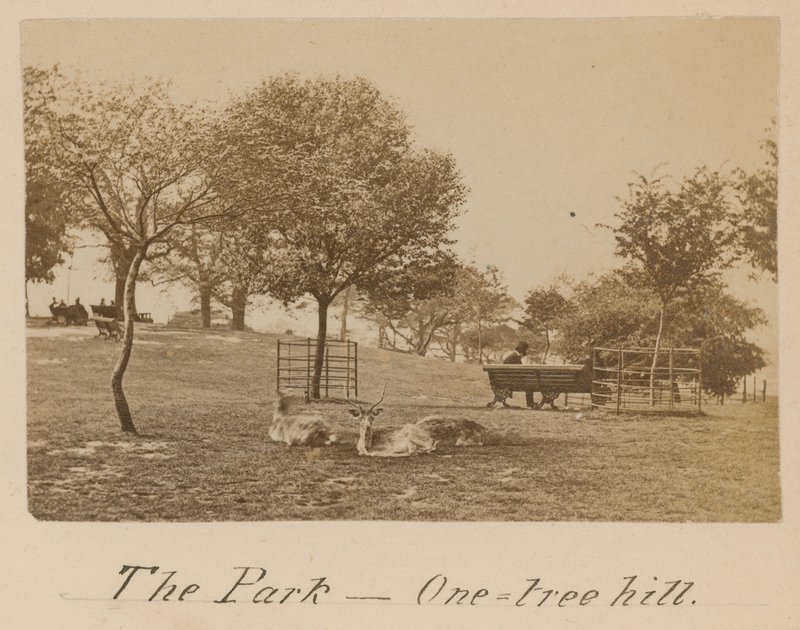 A Park – One Tree Hill, Greenwich alkotó: English Photographer