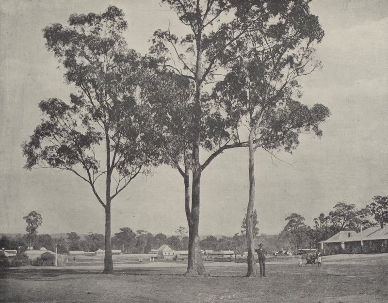 Toongabbie alkotó: English Photographer