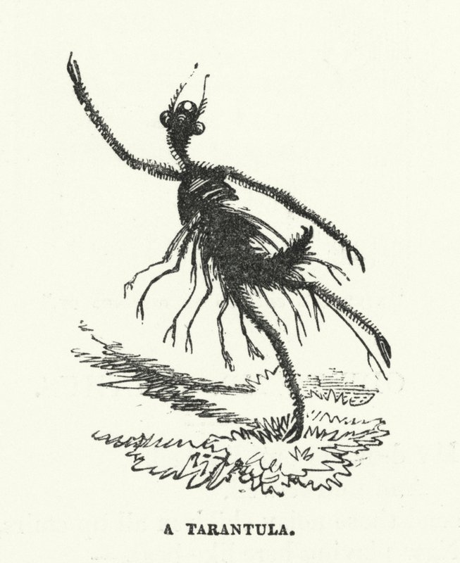 Tarantula (metszet) alkotó: English School