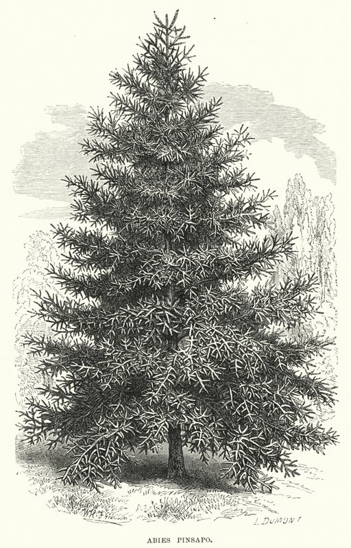 Abies Pinsapo (metszet) alkotó: English School
