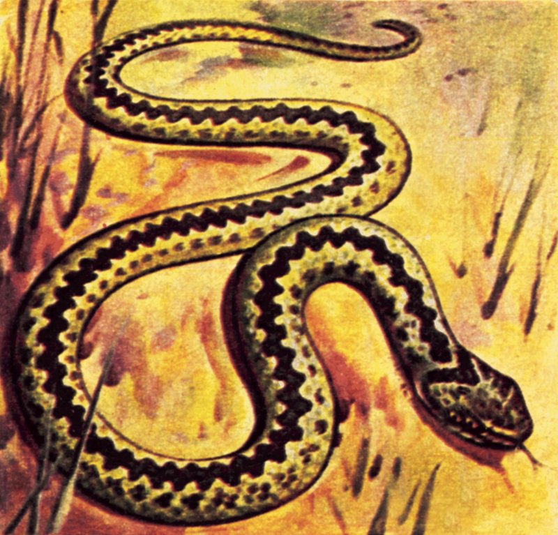 Vipera alkotó: English School