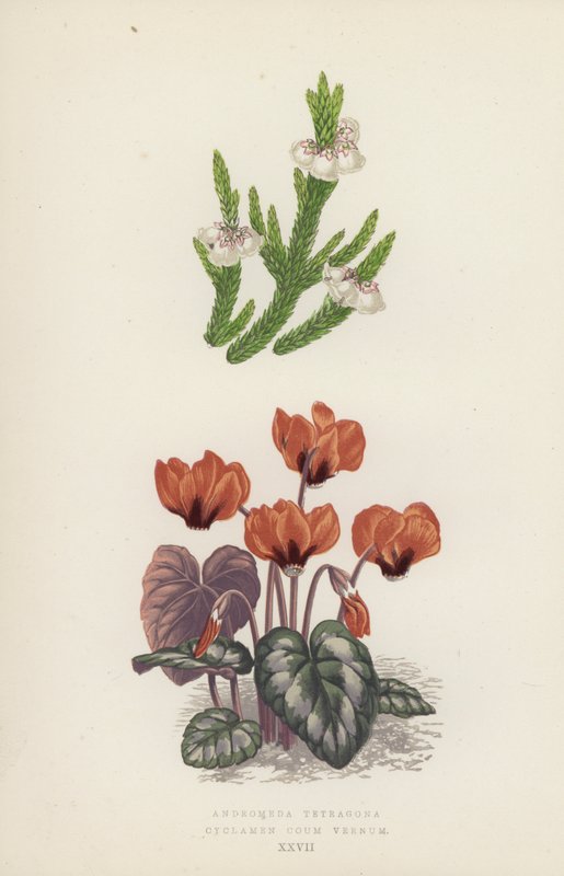 Andromeda Tetragona; Cyclamen Coum Vernum (színes litó) alkotó: English School