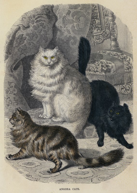Angora Cats (színes metszet) alkotó: English School