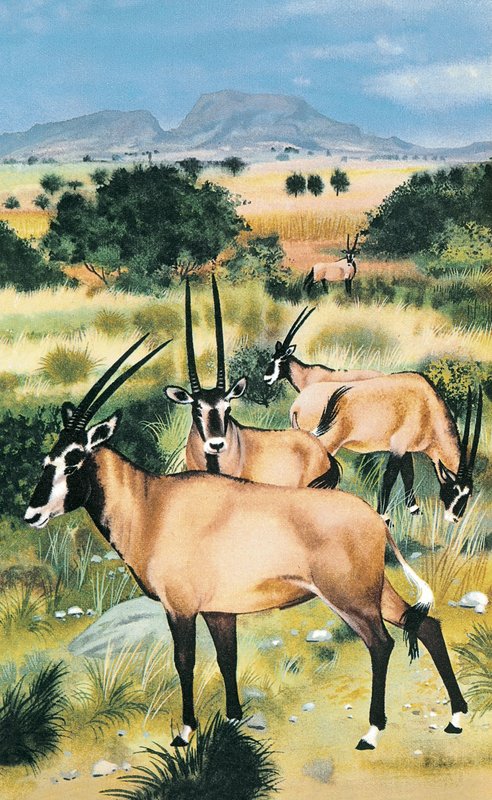 Arab oryx alkotó: English School