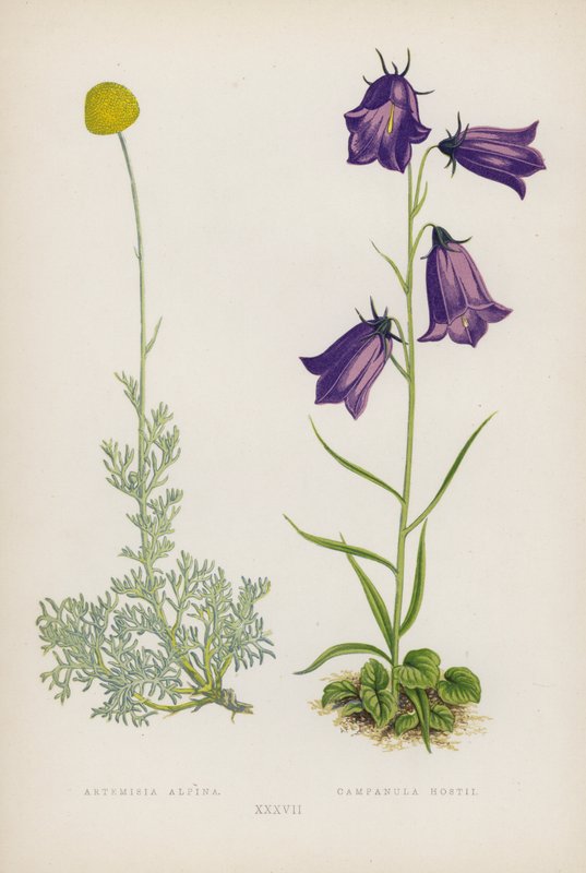 Artemisia Alpina; Campanula Hostii (színes litó) alkotó: English School