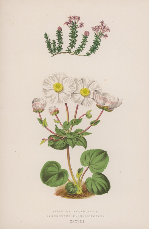 Asperula Arcadiensis; Ranunculus Parnassifolius (színes litográfia) alkotó: English School