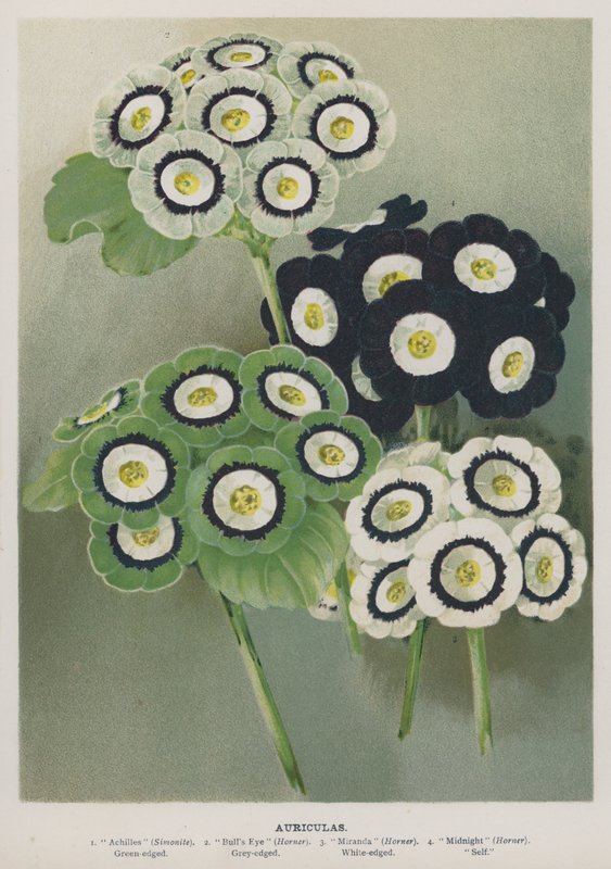 Auriculas alkotó: English School