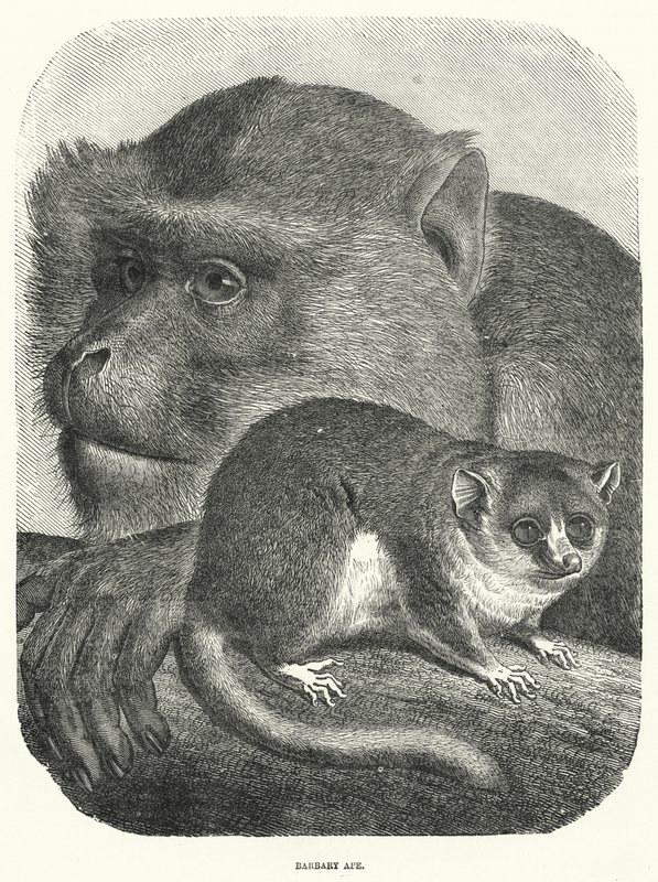 Barbary Ape (metszet) alkotó: English School