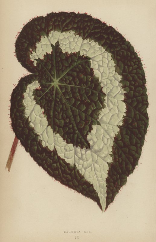 Begonia Rex alkotó: English School