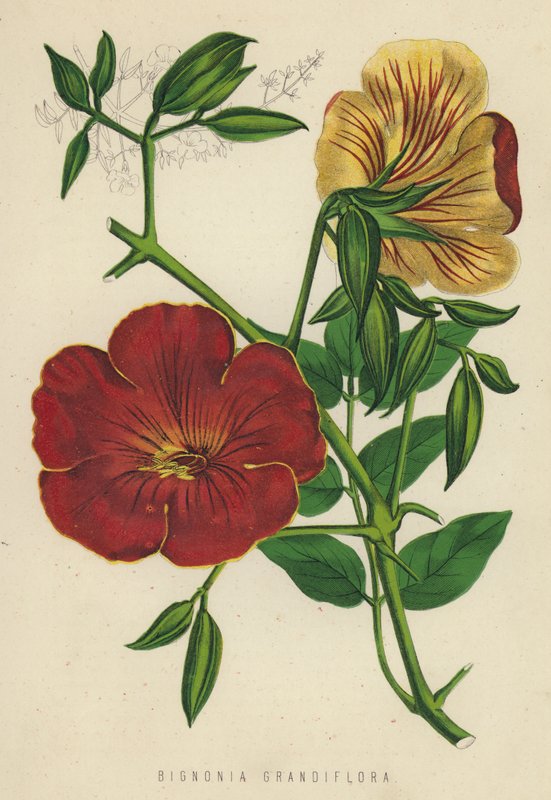 Bignonia Grandiflora (chromolitho) alkotó: English School