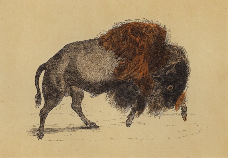 Bison (színes litográfia) alkotó: English School