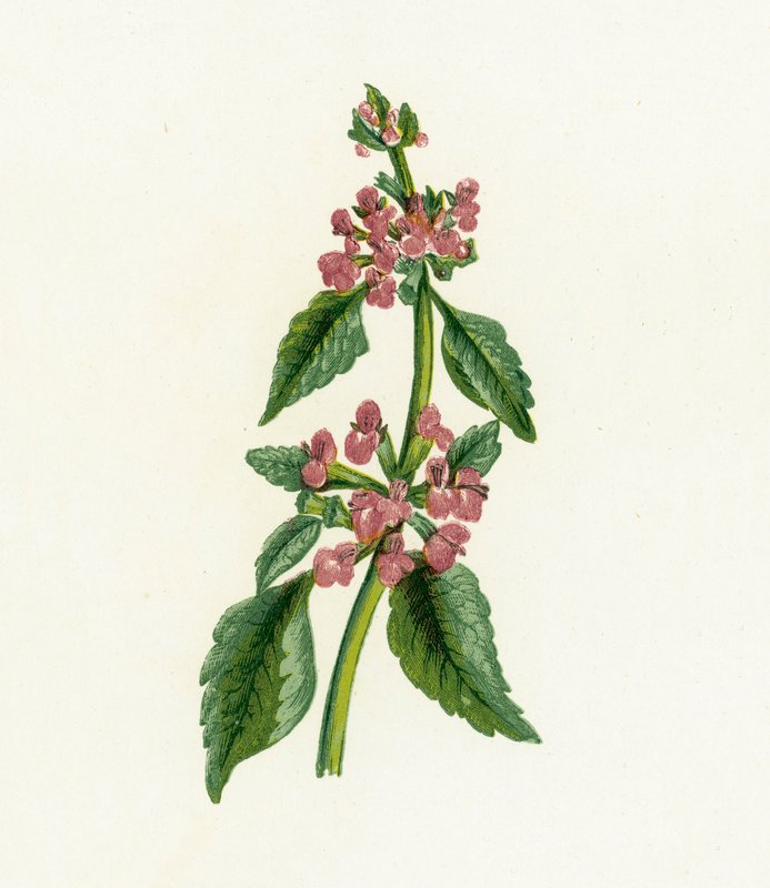 Fekete Horehound, Ballota Nigra alkotó: English School