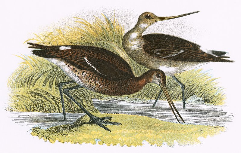 Feketefarkú Godwit alkotó: English School