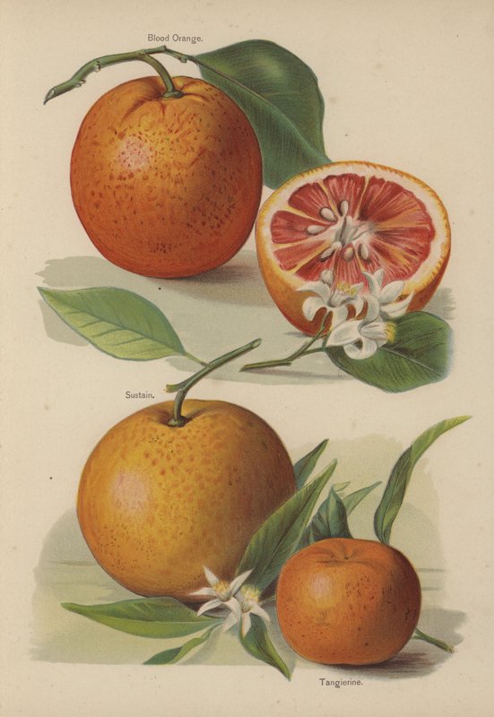 Vérnarancs, Sustain, Tangerine alkotó: English School