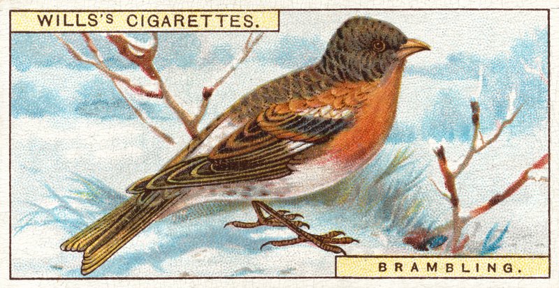 Brambling alkotó: English School